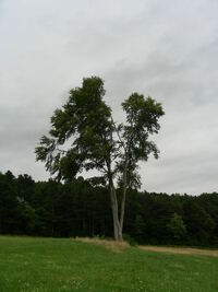 Baum (2)