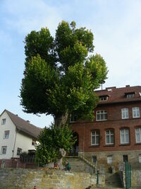 Baum (5)