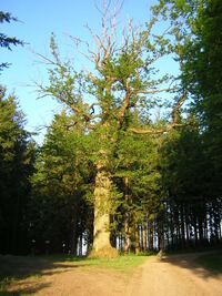 Baum (8)