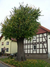 Baum (9)